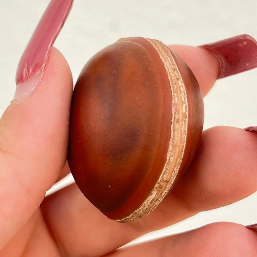 Semente olho de boi natural utilizada em espiritualidade e bem-estar disponivel na Sol Lua Milfontes