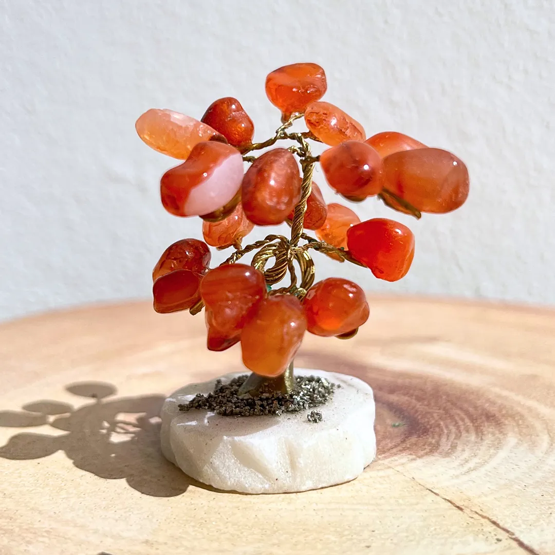 Árvore Cornalina em Vila Nova de Milfontes