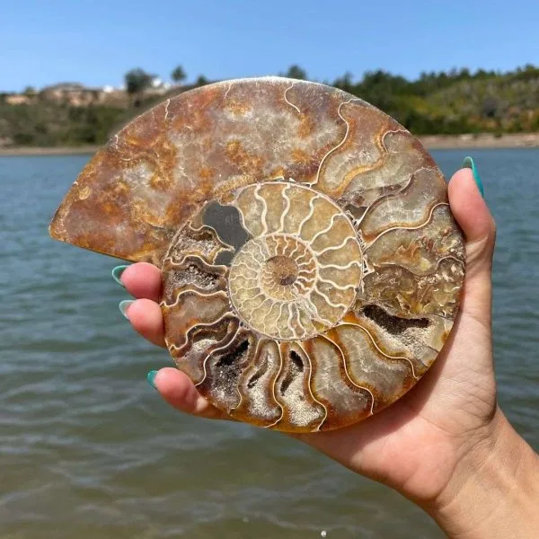 Amonite Fóssil de Madagascar