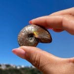 Amonite de Madagáscar