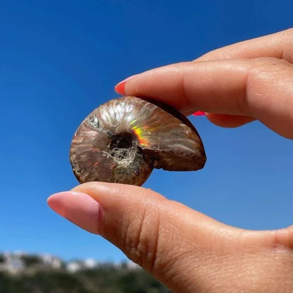 amonite de madagáscar