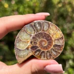 Amonite Natural
